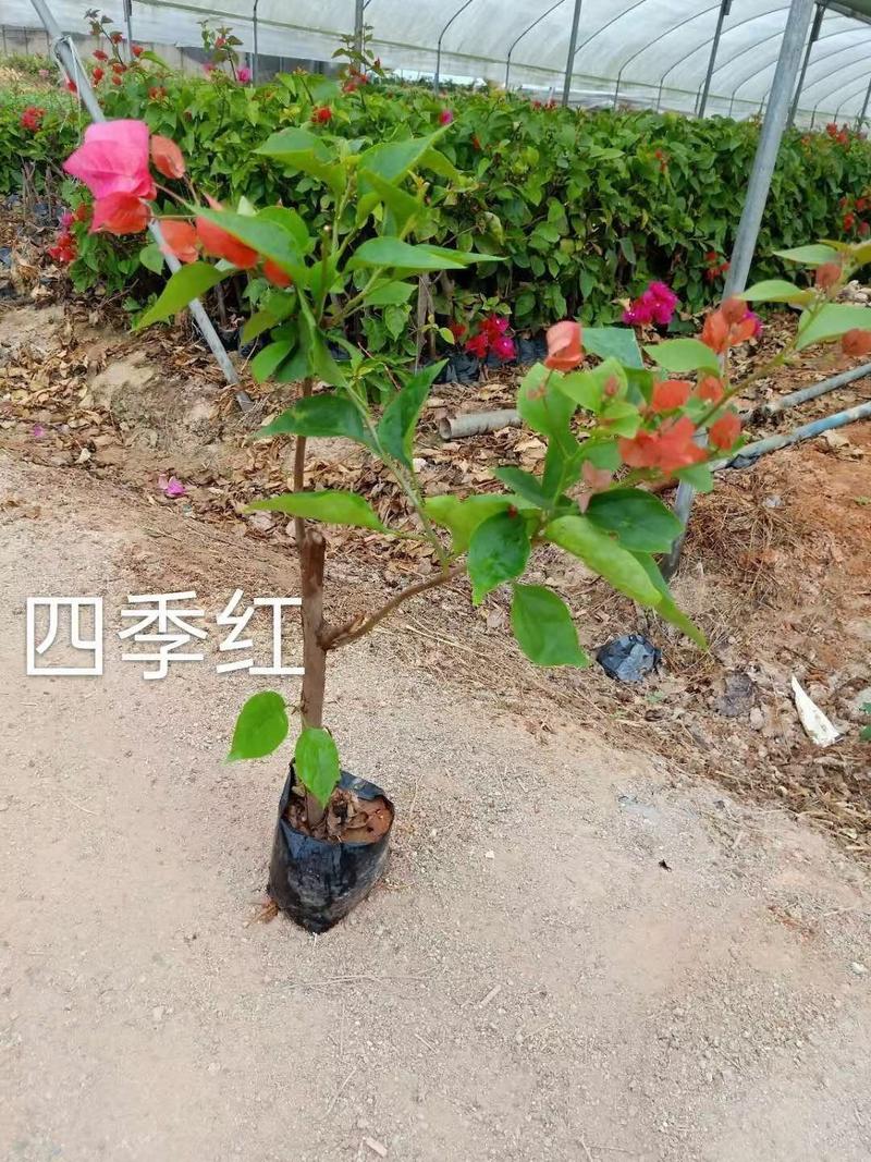 三角梅袋苗真实报价中国红云南紫总高度50公分