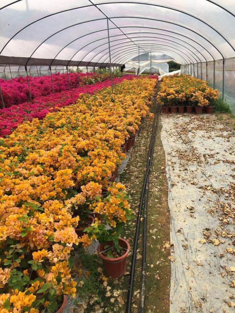 三角梅四季开花球形地径1.5-2公分高度50公分