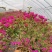 三角梅四季开花球形地径1.5-2公分高度50公分