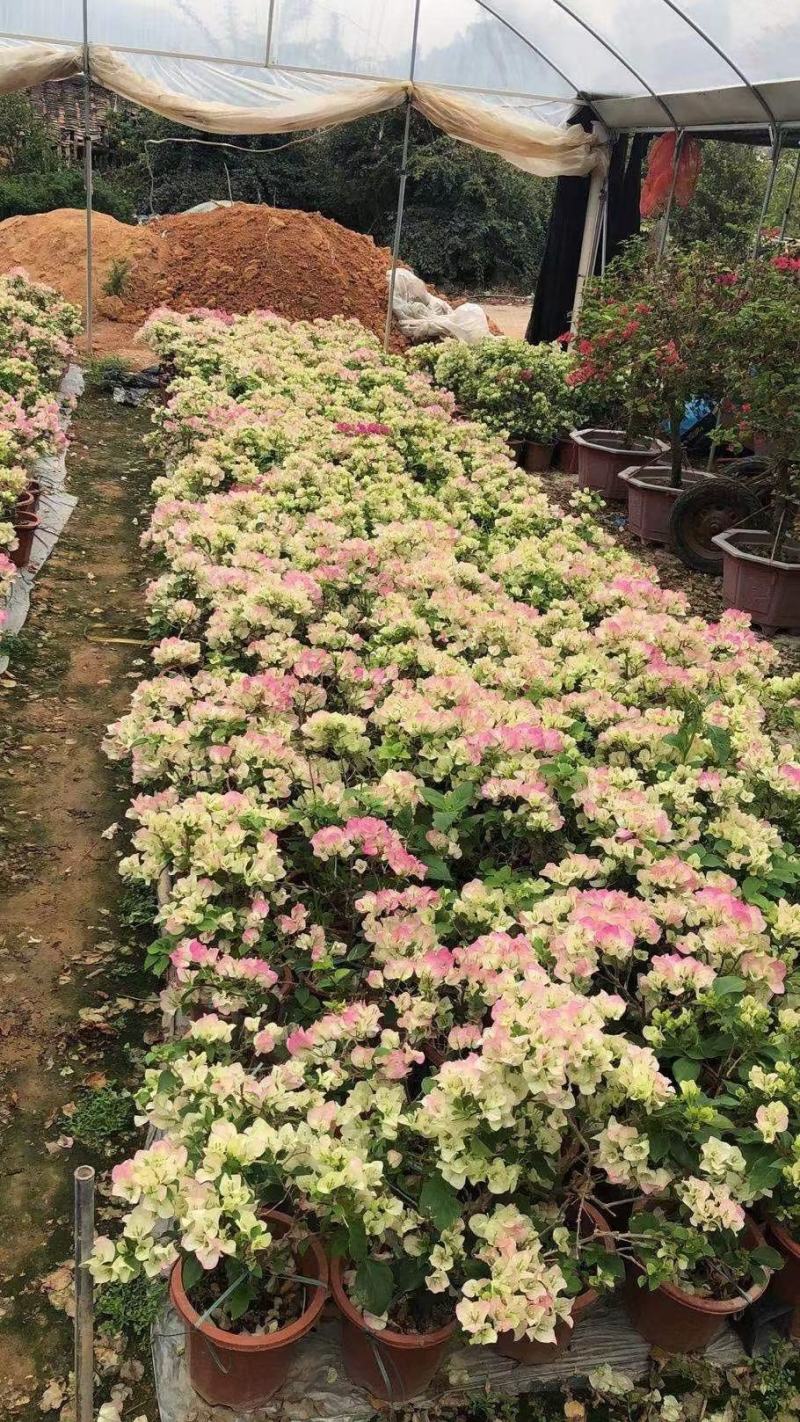 三角梅四季开花球形地径1.5-2公分高度50公分