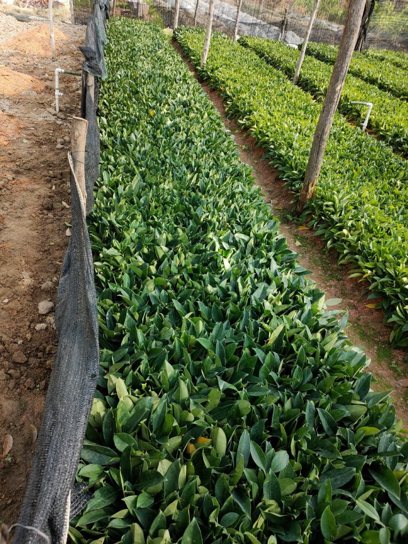 地苗非洲茉莉，苗基地大量多种规格低价出售