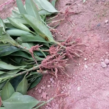 地苗非洲茉莉，苗基地大量多种规格低价出售