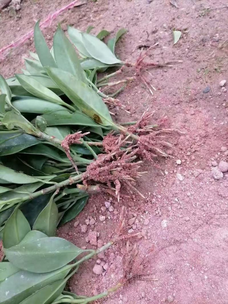 地苗非洲茉莉，苗基地大量多种规格低价出售