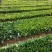 地苗非洲茉莉，苗基地大量多种规格低价出售