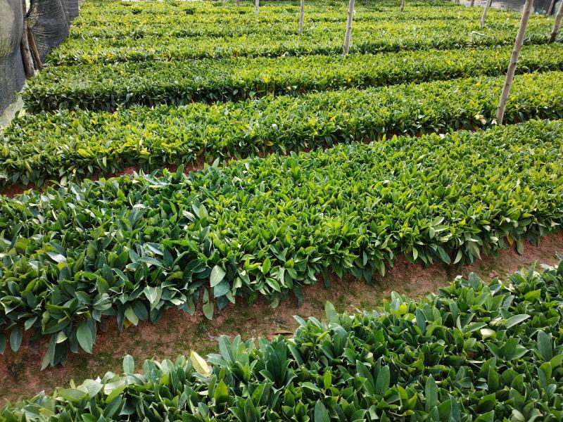 地苗非洲茉莉，苗基地大量多种规格低价出售
