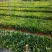 地苗非洲茉莉，苗基地大量多种规格低价出售