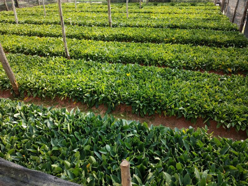 地苗非洲茉莉，苗基地大量多种规格低价出售