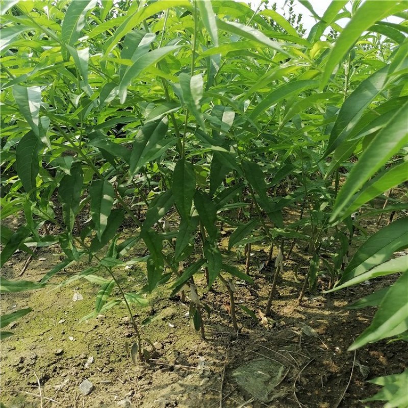 桃苗，桃树苗，嫁接桃树品种苗，青藤农业批发各品种桃苗