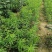 桃苗，桃树苗，嫁接桃树品种苗，青藤农业批发各品种桃苗