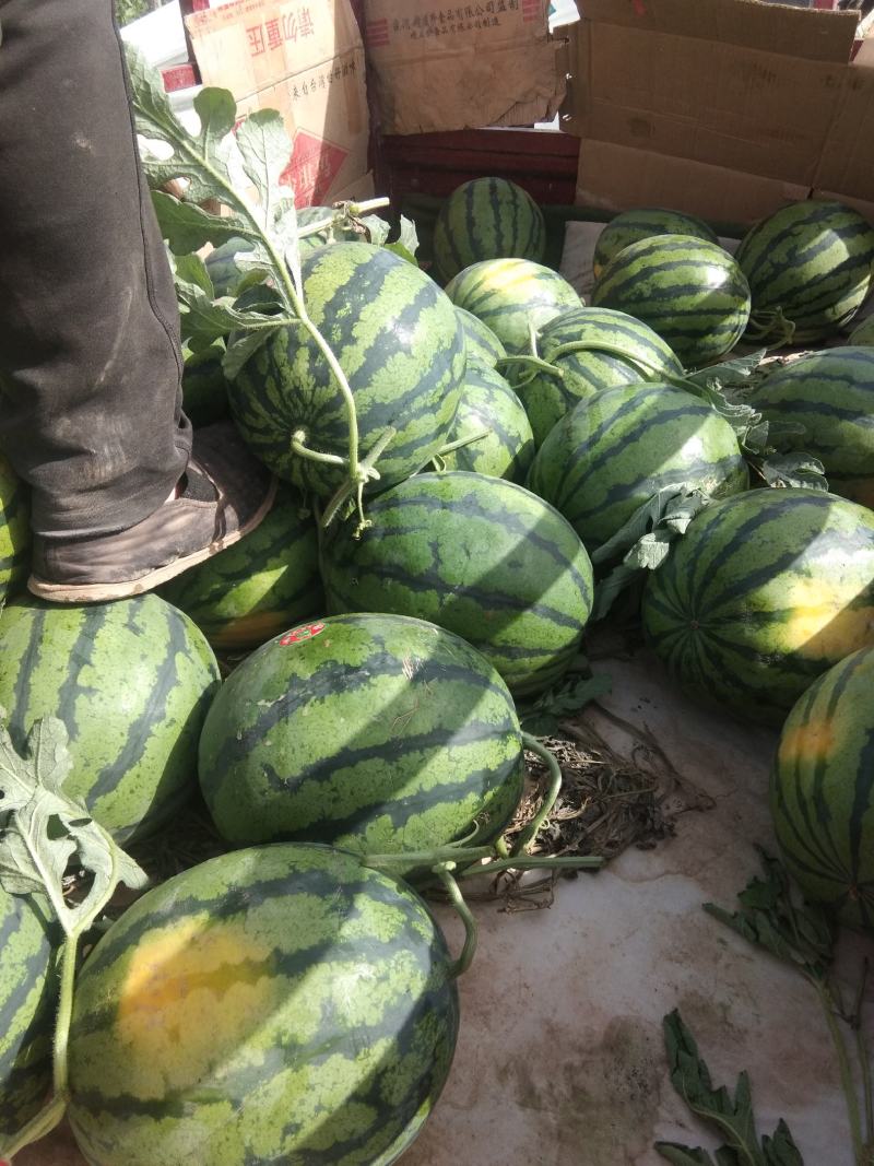 精品甜王西瓜大量上市中