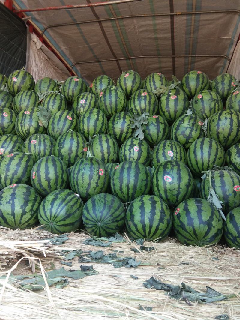 精品甜王西瓜大量上市中