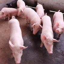 贵州仔猪常年出售二元长白母猪，约克种猪(欢迎各界老板咨)