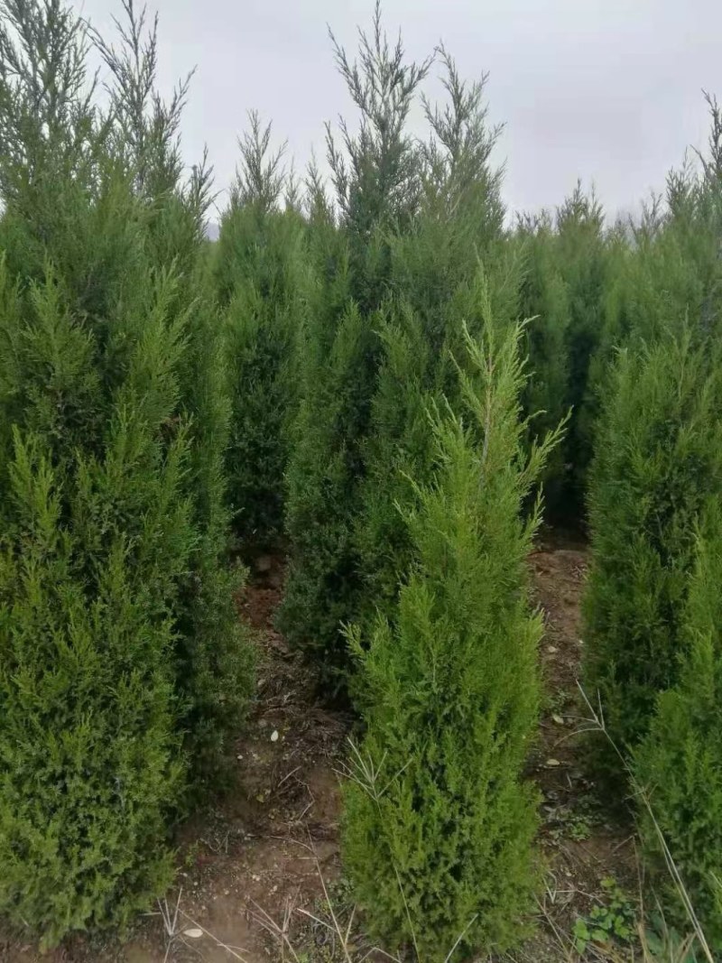 蜀侩，泰安蜀侩批发价格，青藤农业蜀侩现货