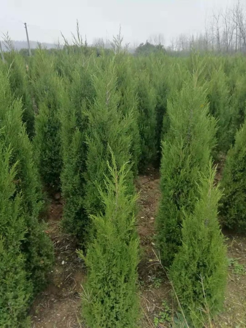蜀侩，泰安蜀侩批发价格，青藤农业蜀侩现货