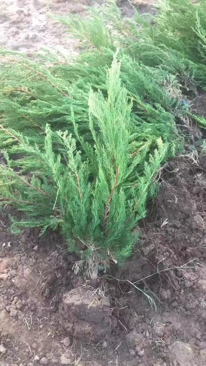 龙柏龙柏苗泰安龙柏树现货供应，青藤农业