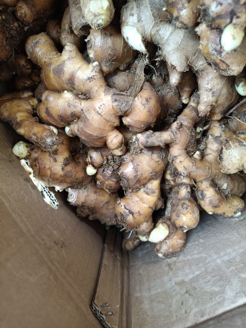 广西大瑶山山地姜，种姜，2两起，优质货源，保质保量发货
