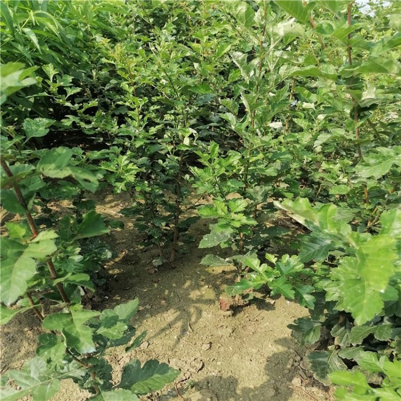 山楂，山楂树苗，青藤农业现货供应品种山楂苗