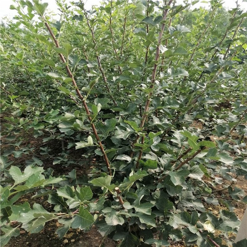山楂，山楂树苗，青藤农业现货供应品种山楂苗