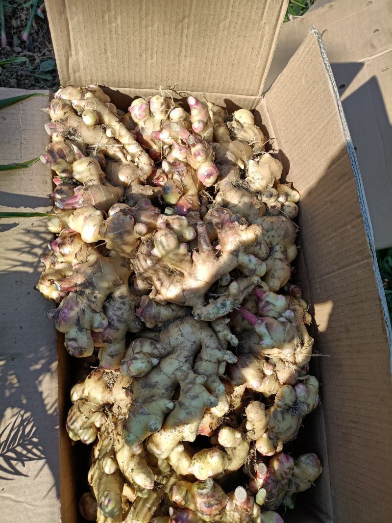 广西大瑶山山地姜，种姜，2两起，优质货源，保质保量发货