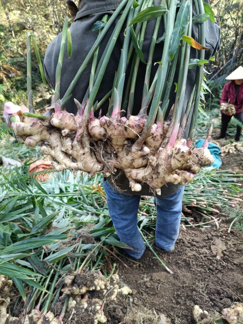广西大瑶山山地姜，种姜，2两起，优质货源，保质保量发货