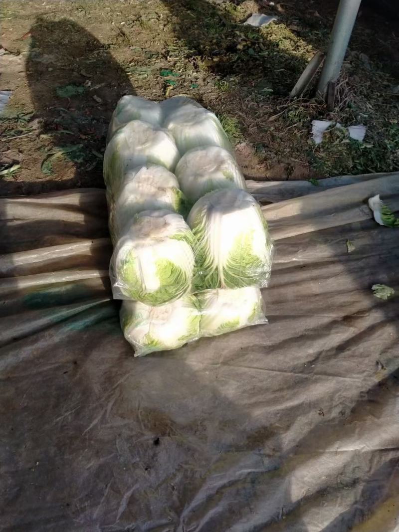 黄心大白菜，上市中，基地直发，欢迎订购。