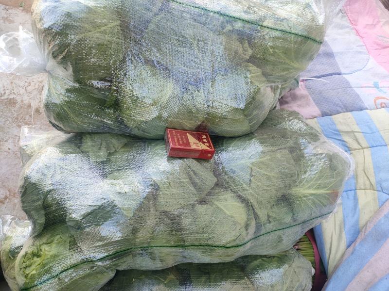 甘蓝大量上市，品质好，价格低。无斑，无虫眼，个头两斤左右