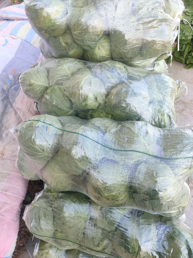 甘蓝大量上市，品质好，价格低。无斑，无虫眼，个头两斤左右