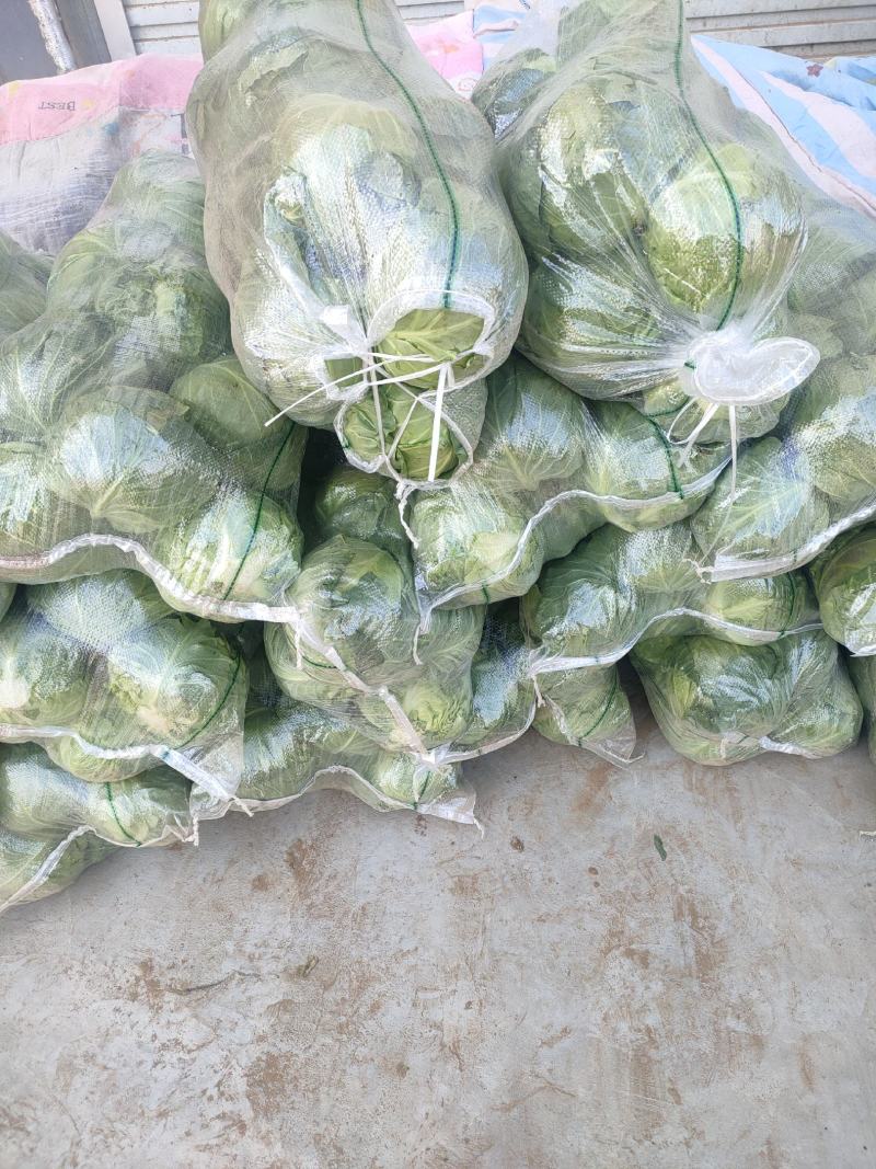 甘蓝大量上市，品质好，价格低。无斑，无虫眼，个头两斤左右