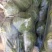 甘蓝大量上市，品质好，价格低。无斑，无虫眼，个头两斤左右