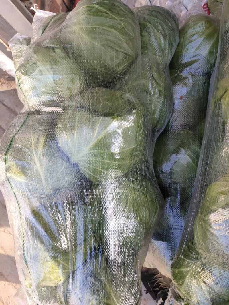 甘蓝大量上市，品质好，价格低。无斑，无虫眼，个头两斤左右