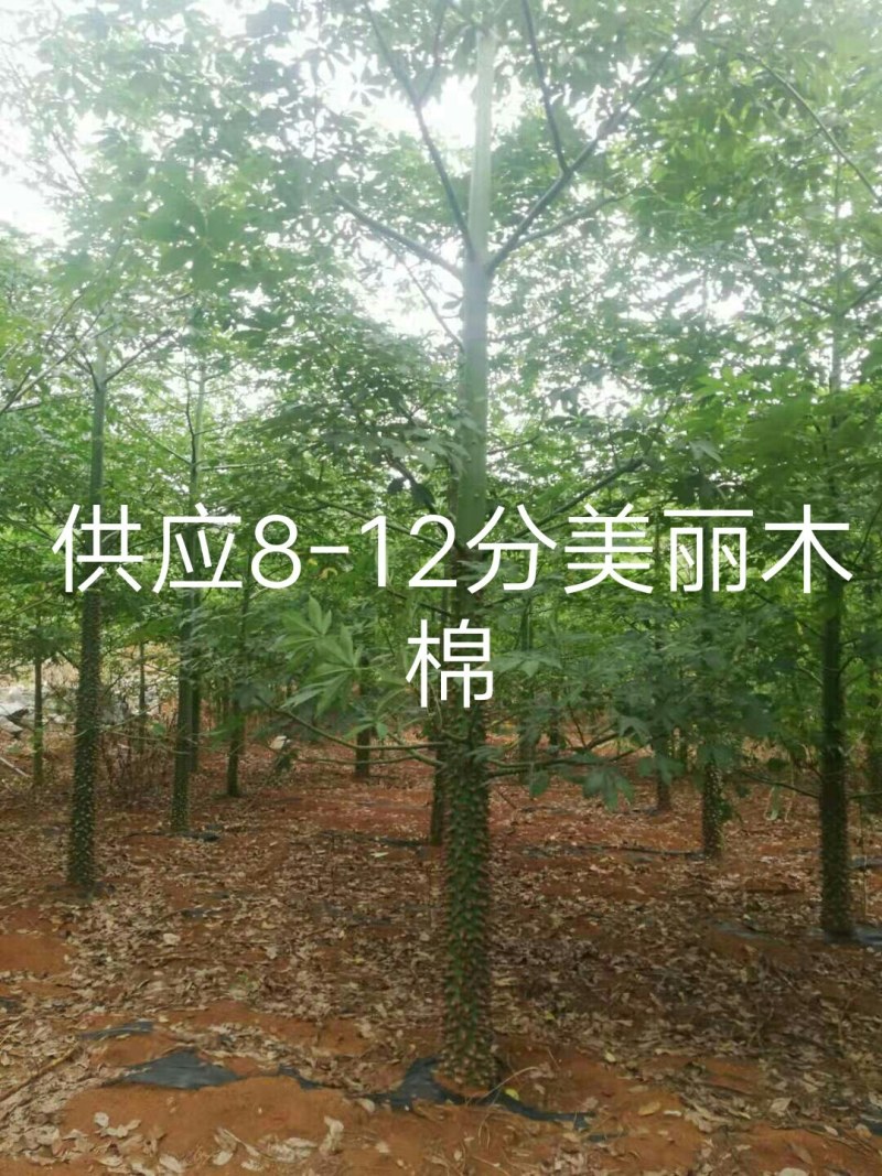 美丽木棉