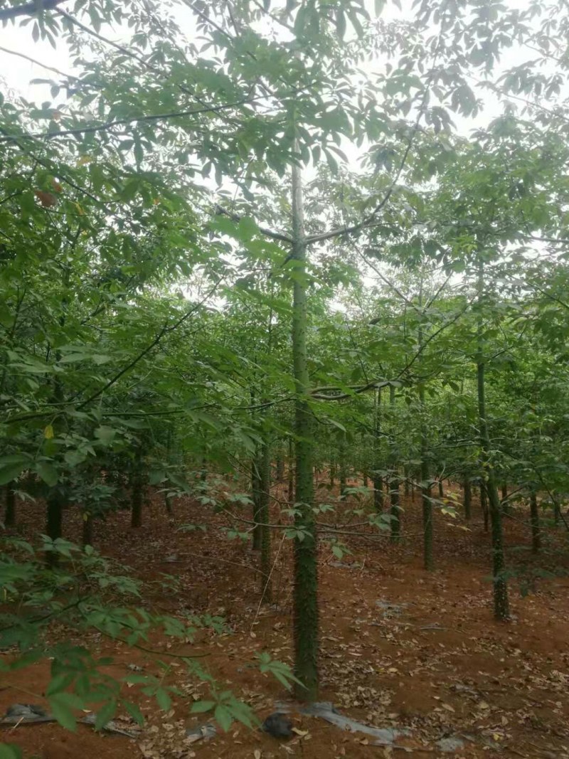 美丽木棉