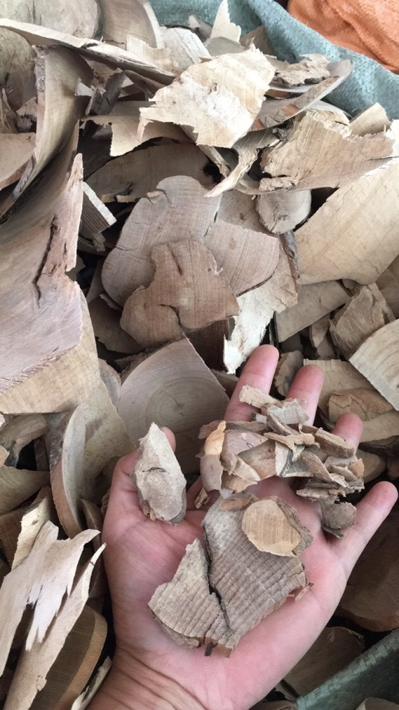毛冬青根部毛冬青毛冬青药材批发