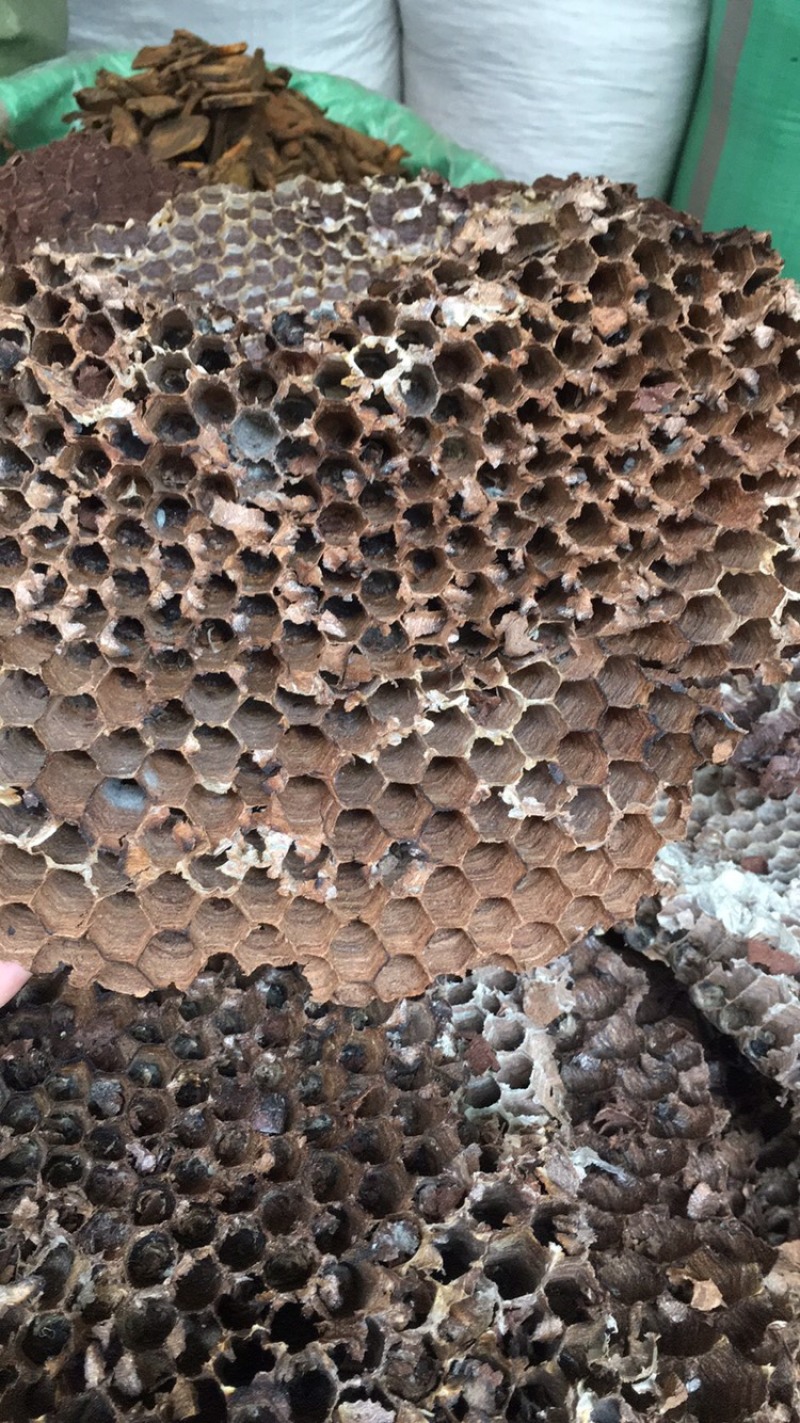 蜂房蜂房蜂房蜂房蜂房硬蜂房