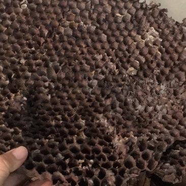 蜂房蜂房蜂房蜂房蜂房硬蜂房