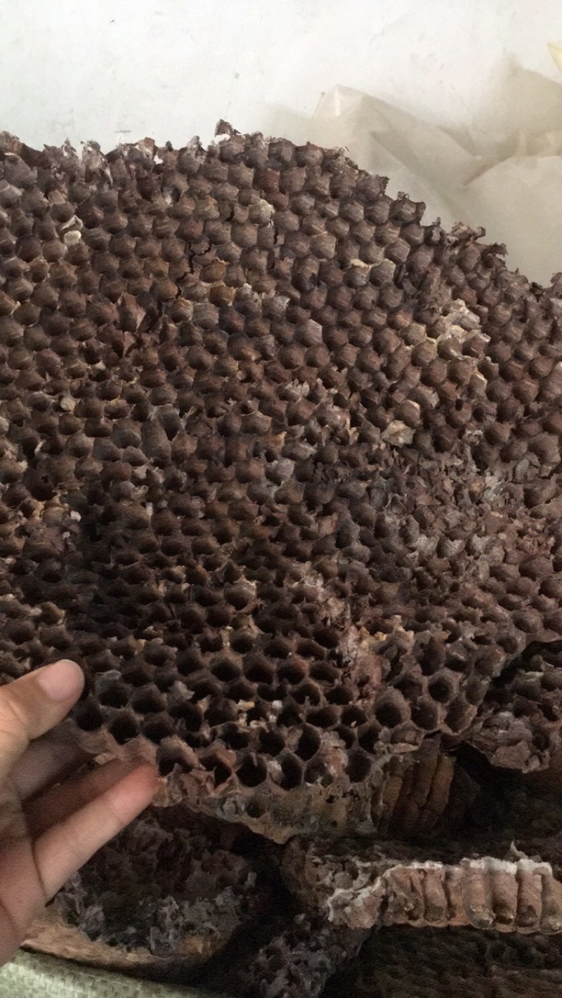 蜂房蜂房蜂房蜂房蜂房硬蜂房