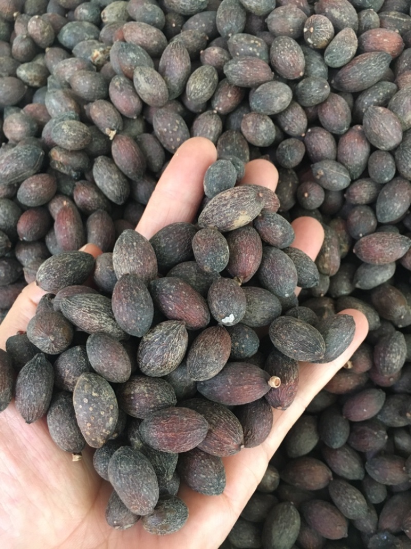 葵扇子葵扇子无硫新货可煲汤蒲葵葵树子中药材各种冷门药材