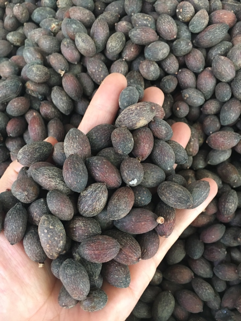 葵扇子葵扇子无硫新货可煲汤蒲葵葵树子中药材各种冷门药材