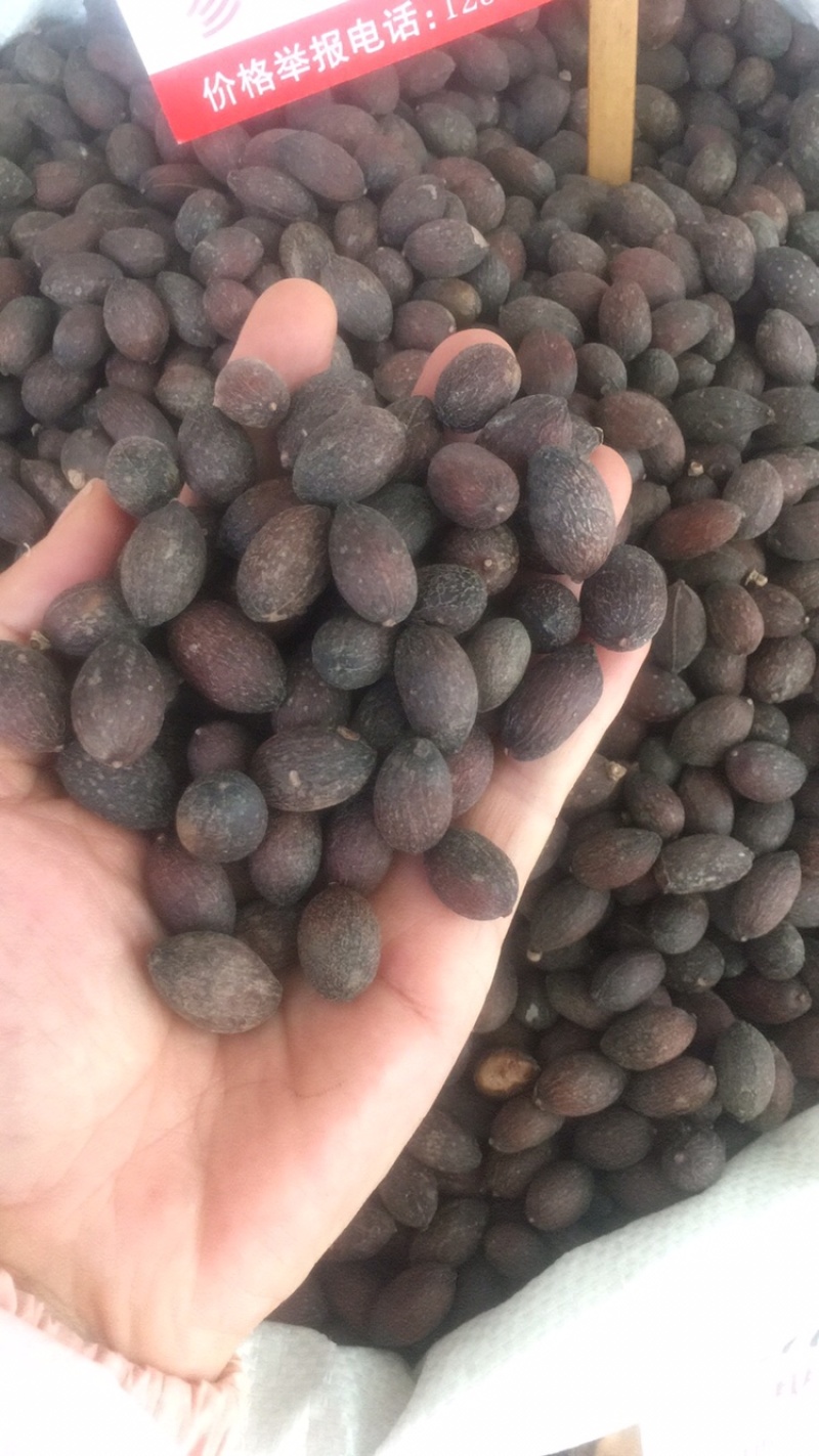 葵扇子葵扇子无硫新货可煲汤蒲葵葵树子中药材各种冷门药材