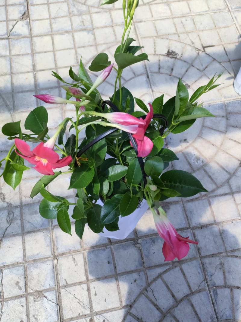 飘香藤自家种植基地供应