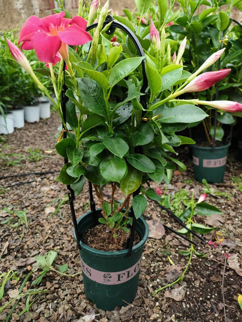 飘香藤自家种植基地供应