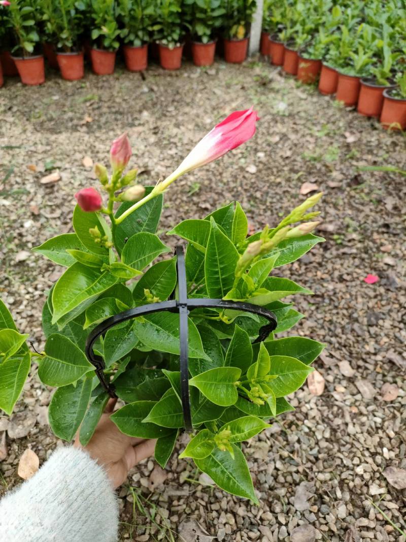 飘香藤自家种植基地供应