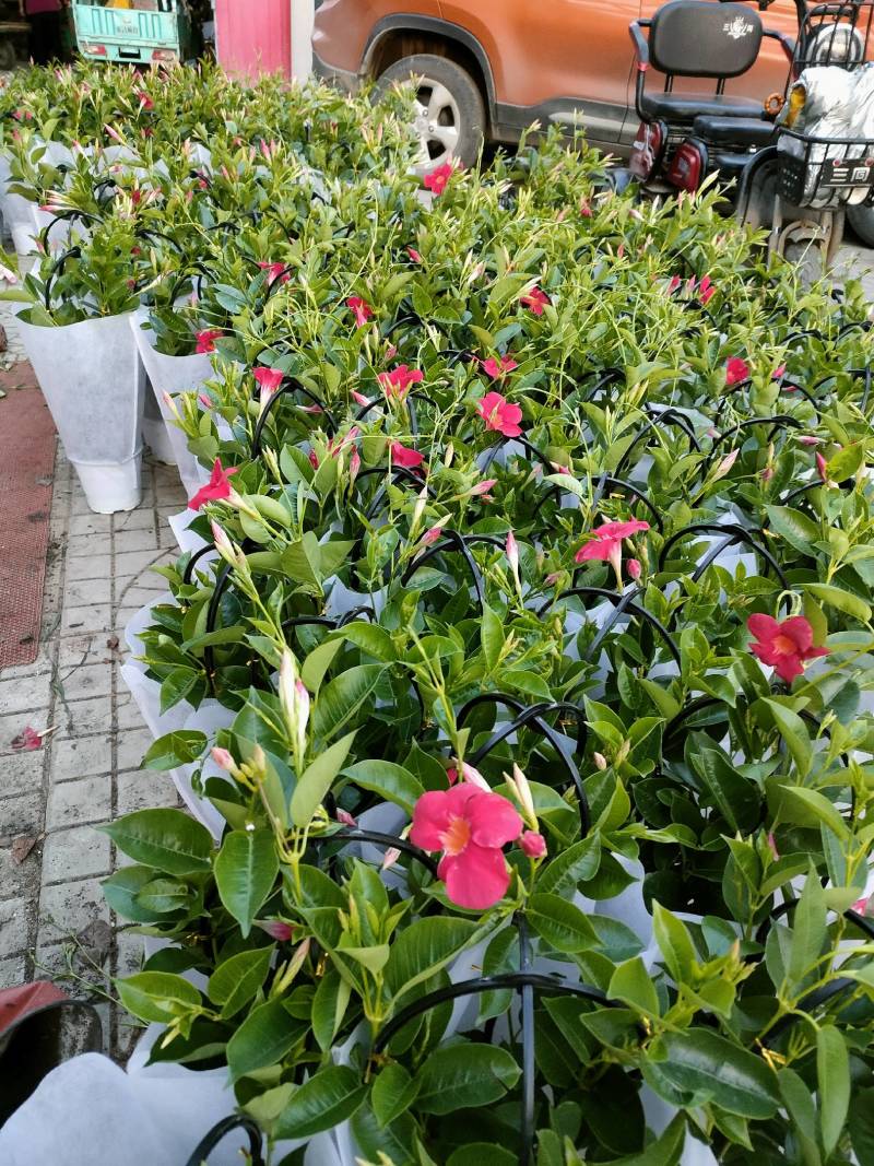 飘香藤自家种植基地供应