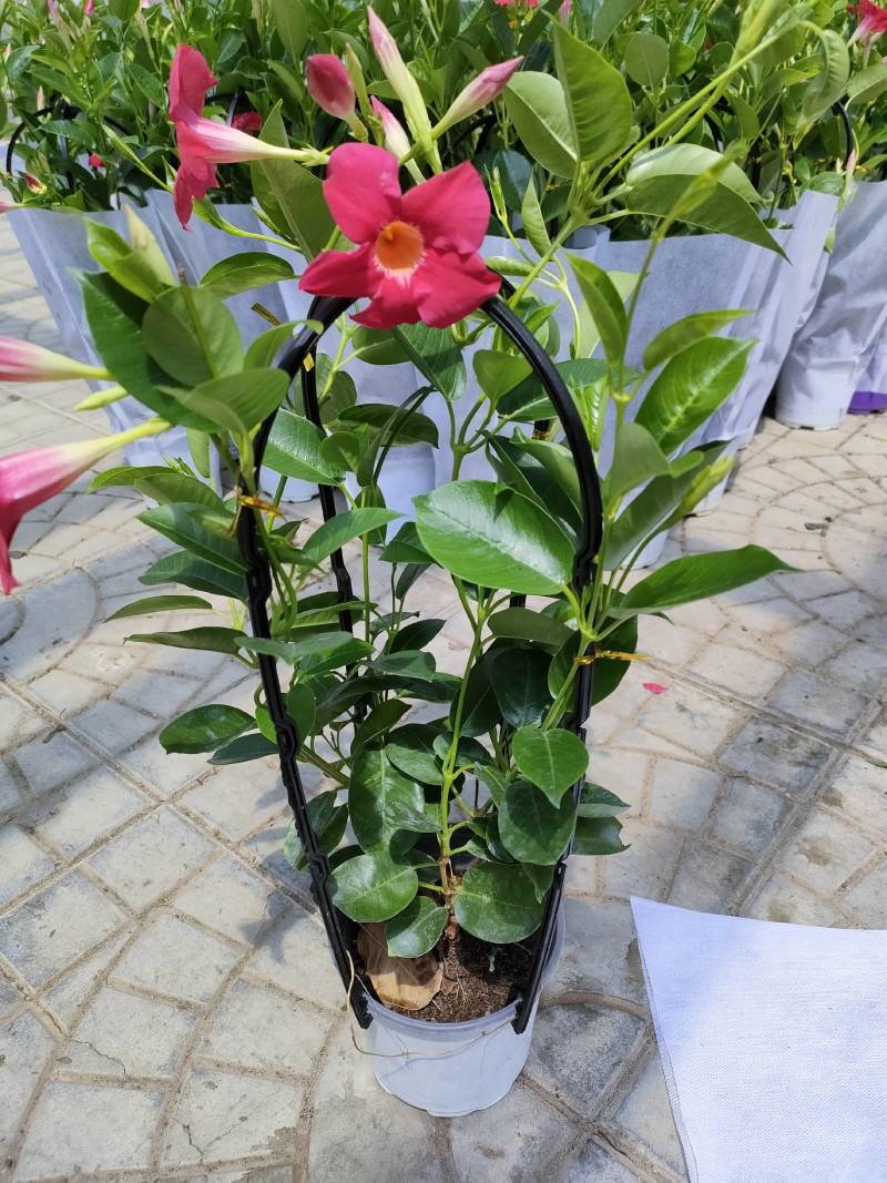 飘香藤自家种植基地供应