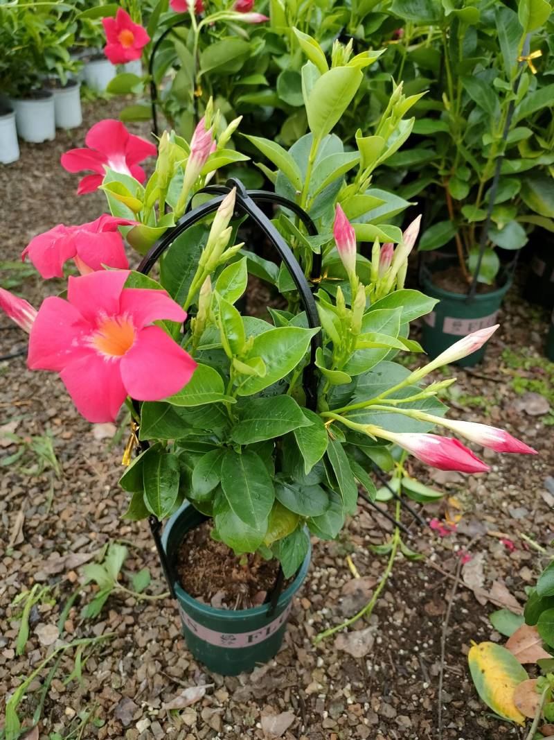 飘香藤自家种植基地供应
