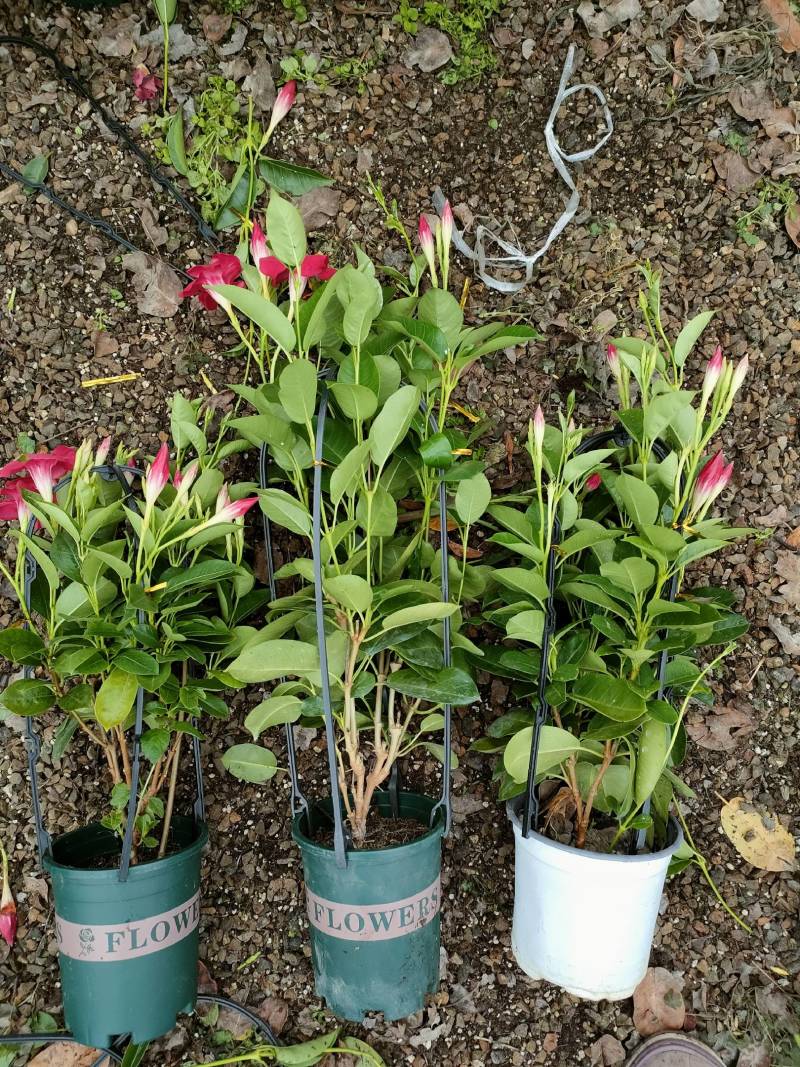 飘香藤自家种植基地供应