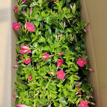 飘香藤自家种植基地供应