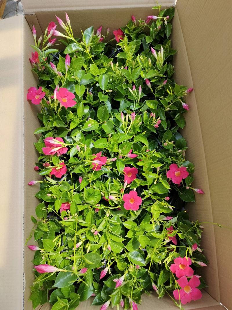 飘香藤自家种植基地供应