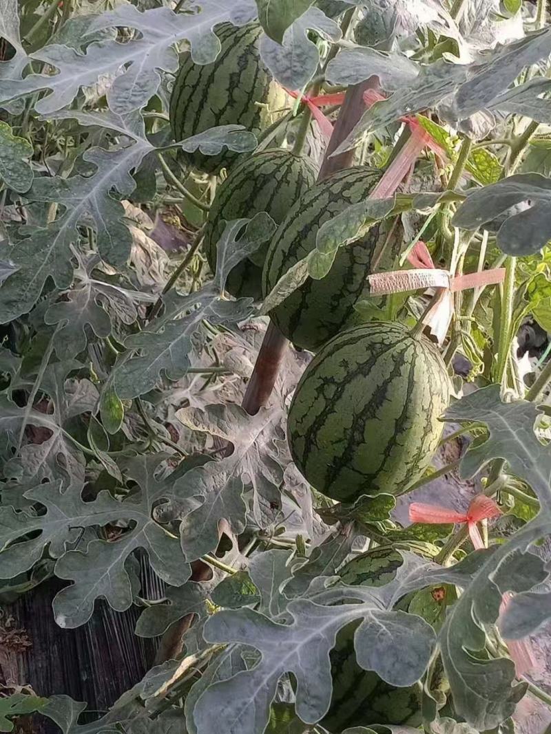 西华县黄桥乡后石羊牛奶小吊瓜