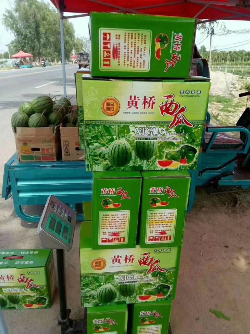 西华县黄桥乡后石羊牛奶小吊瓜
